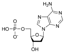 Skeletal formula of deoxyadenosine monophosphate