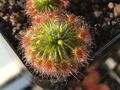 Drosera oreopodion 2.jpg