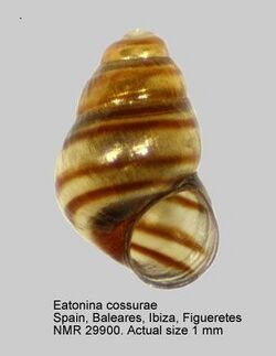 Eatonina cossurae PICTURES NMR993000029900A.jpg