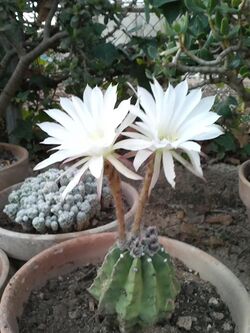 Echinopsis Hammerschmidii (13626228803).jpg