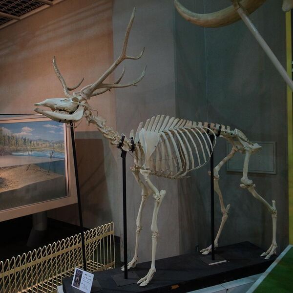 File:Elaphurus davidianus (skeletal specimen 2) by DaijuAzuma.jpg