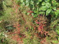 Epilobium coloratum 96334599.jpg