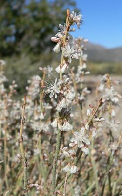 Eriogonum panamintense 3.jpg