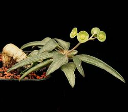 Euphorbia francoisii5 ies.jpg