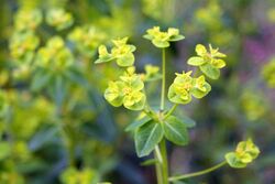 Euphorbia pekinensis 4.JPG