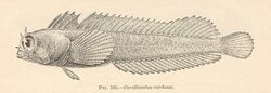 FMIB 38117 Coralliozetus cardonae.jpeg