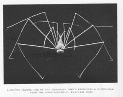 FMIB 46476 Latreillia elegans, one of the Drimiacea, which resembles a spider-crab, from the Mediterranean.jpeg