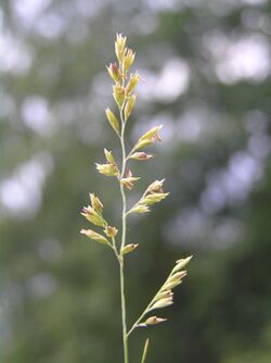 Festuca filiformis2.JPG