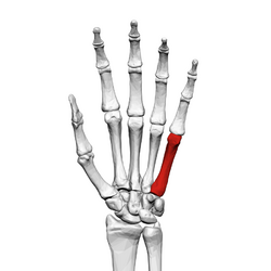 Fifth metacarpal bone (left hand) 01 palmar view.png