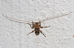 Flat-faced Longhorn Beetle - Urgleptes signatus, Woodbridge, Virginia.jpg