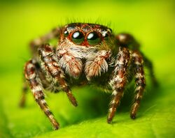 Flickr - Lukjonis - Jumping spider - Sitticus floricola (set of pictures).jpg