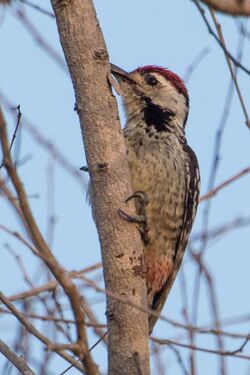 Freckle-breasted Woodpecker by Jason Thompson (Cropped).jpg