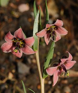 Fritillaria karelinii.jpg