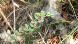 Garber's spurge.jpg