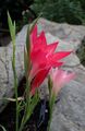 Gladiolus carmineus kz3.jpg