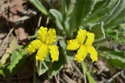 Goodenia robusta.jpg