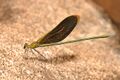 Green Metalwing (Neurobasis chinensis) (16326219535).jpg