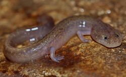 Grotto Salamander (Eurcyea spelaea) - Flickr - 2ndPeter.jpg