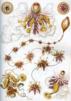 Haeckel Siphonophorae 7.jpg