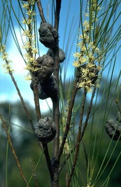 Hakea dohertyi (2).jpg