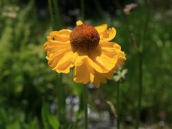 Helenium bigelovii Bigelow sneezeweed.jpg