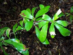 Helicia glabriflora Coffs Harbour Botanic Gardens.jpg