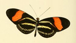 Heliconia hermathena - Illustrations of new species of exotic butterflies Heliconia II (cropped).jpg