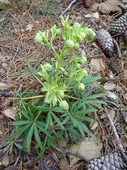 Helleborus foetidus re.jpg