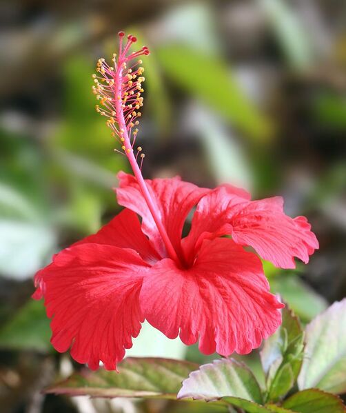 File:Hibiscus flower TZ.jpg
