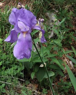 Iris pallida ssp. cengialti PID1626-2.jpg