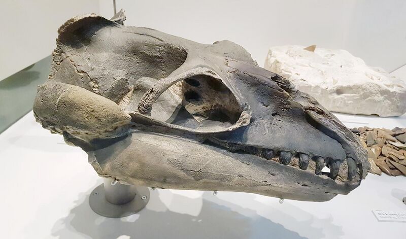 File:Janjucetus hunderi skull.jpg