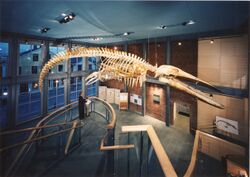 Kobo is the skeleton of a juvenile blue whale.jpg