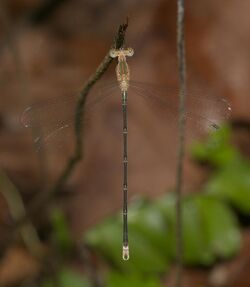 Lestes elatus-Kadavoor-2016-07-04-004.jpg