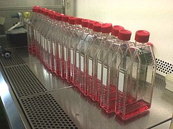 A line of twenty T175 cell culture flasks filled with approximately 40 mL of red cell culture medium