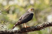 Little sparrowhawk (Accipiter minullus) 03.jpg