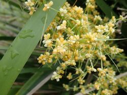 Lomandra hystrix PA191155 08.jpg