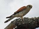 Madagascar Kestrel RWD.jpg