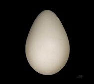 Egg of a king penguin, from Jacques Perrin de Brichambaut's collection, obtained at Île de l'Est Crozet Islands, France.