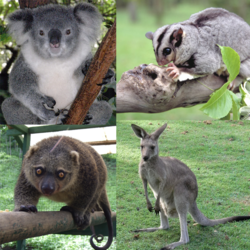 Marsupialia collage.png