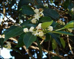 Mascarenhasia arborescens (4817608605).jpg