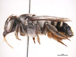 Megachile resinifera.jpg