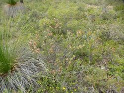 Melaleuca holosericea (habit).JPG