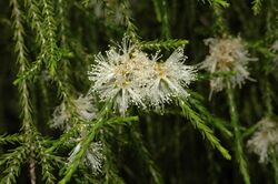 Melaleuca irbyana.jpg