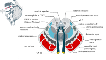 Midbrainsection.svg