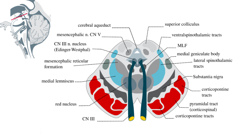File:Midbrainsection.svg