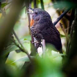 Mishmi Wren-Babbler.jpg