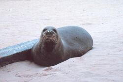 Photo of seal on the beach, looking directly at the photographer
