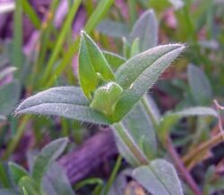 Mouse-ear Chickweed (49195024206).jpg