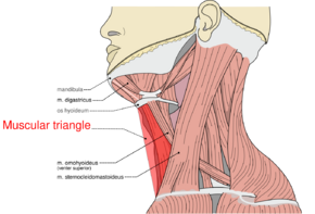 Musculi coli base, my edits for tringles, MuscularTRI.svg