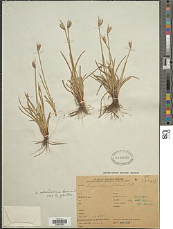 NMNH-03952387 Sisyrinchium ostenianum Beauverd.jpg